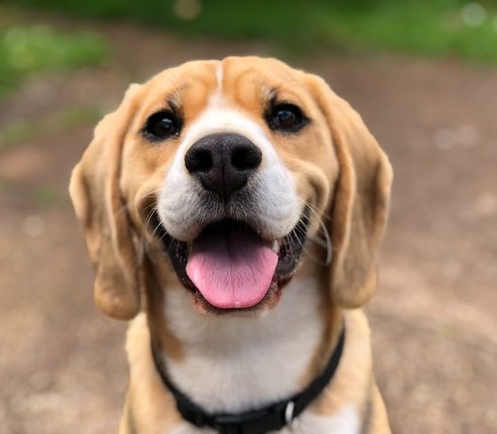 Cão De Guarda, Quais As Melhores?